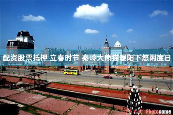 配资股票抵押 立春时节 秦岭大熊猫暖阳下悠闲度日