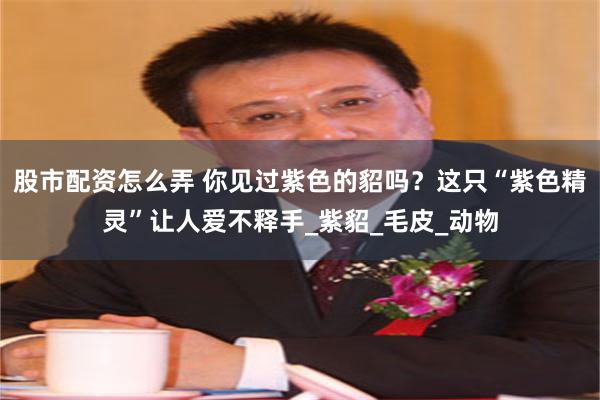股市配资怎么弄 你见过紫色的貂吗？这只“紫色精灵”让人爱不释手_紫貂_毛皮_动物