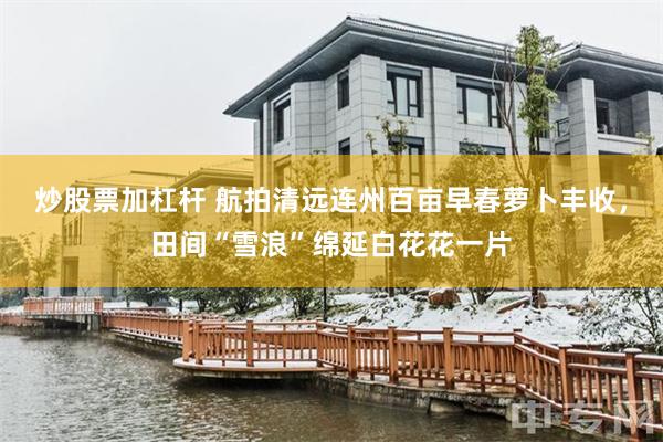 炒股票加杠杆 航拍清远连州百亩早春萝卜丰收，田间“雪浪”绵延白花花一片